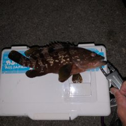 ちょっとマシな、アコウ！