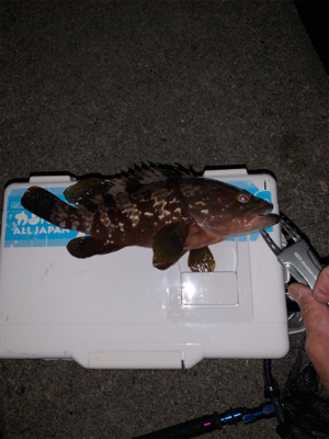 ちょっとマシな、アコウ！