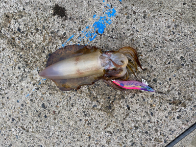 久しぶりのイカ