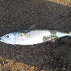 サバくん達が、ちっちゃくボイル!