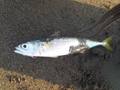 サバくん達が、ちっちゃくボイル！