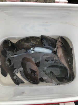 波止からフカセ&エギング