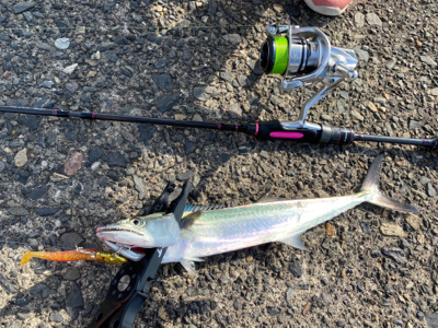 サンマみたいなサゴシ　