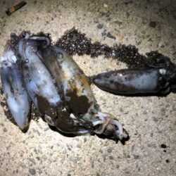 ボートエギング