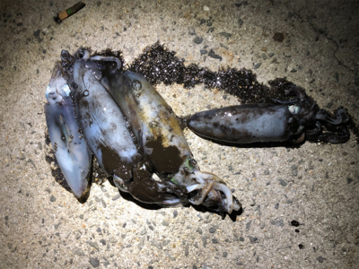 ボートエギング