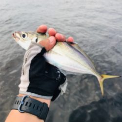 コスモスクエア釣果