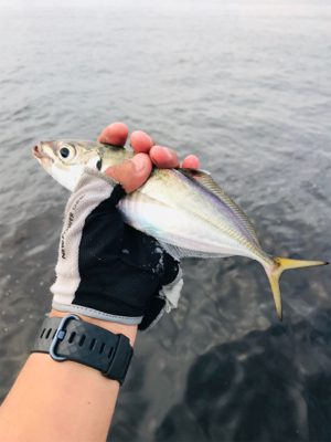 コスモスクエア釣果