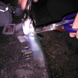 サバゲーを交わしてはぐれ太刀魚