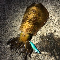 ナイトエギング