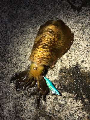 ナイトエギング