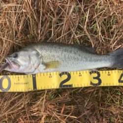 大減水での釣行