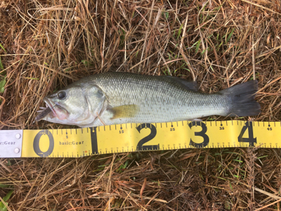 大減水での釣行