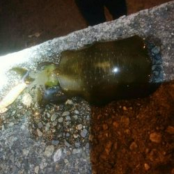 障泥烏賊1杯！中アジ1匹！