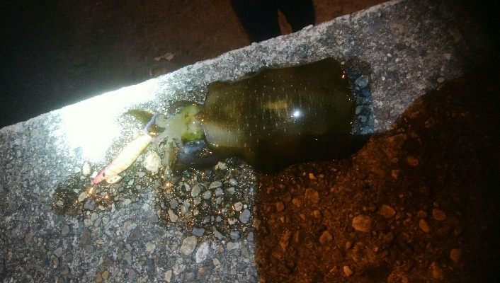 障泥烏賊1杯！中アジ1匹！