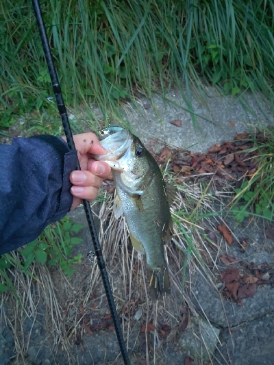 秋はバイブレーション