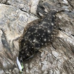 ロックショアで初ヒラメ