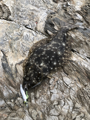 ロックショアで初ヒラメ