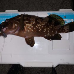 更にマシなアコウ！