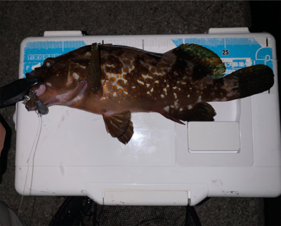 更にマシなアコウ！