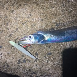 熊本 タチウオ 陸っぱり 釣り 魚釣り 釣果情報サイト カンパリ