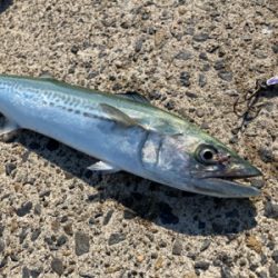 真昼間からショアジギングでサゴシ釣果！！