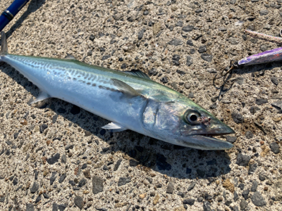 真昼間からショアジギングでサゴシ釣果！！