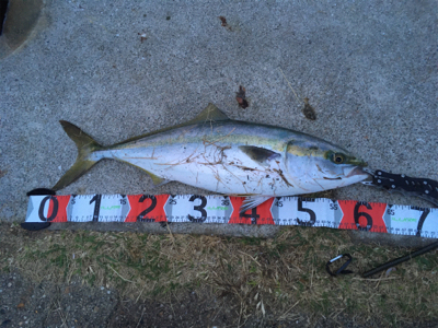 朝マヅメ一投目