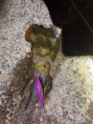 人やね！　イカよりヒト