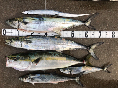 ライトジギング