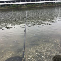 大井競馬場裏のハゼ