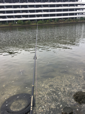 大井競馬場裏のハゼ