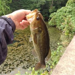 秋のカバー打ち
