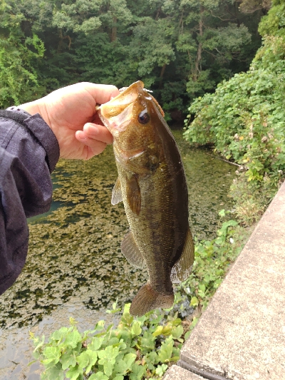 秋のカバー打ち