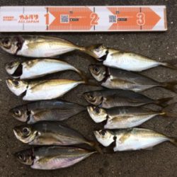 アジ荒ぐい始めました