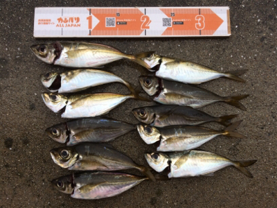 アジ荒ぐい始めました