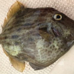 エサとルアーで