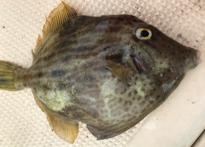 エサとルアーで