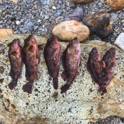 楽しめましたよ