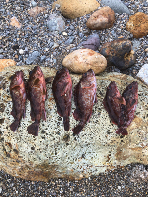 楽しめましたよ