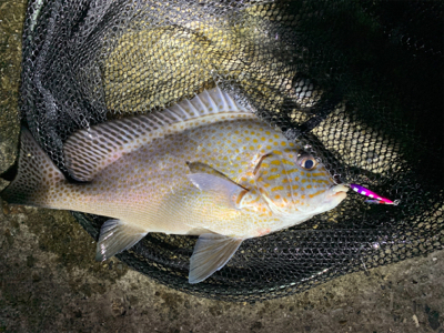 強い引きーーー！！！おい！おい！まじか！？…