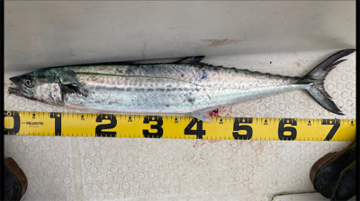 オフショア釣行