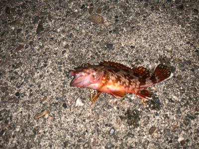 アジングのつもりが…