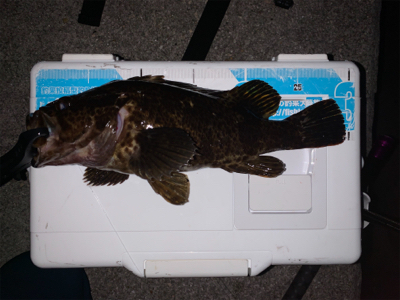 マシな、タケノコメバル！