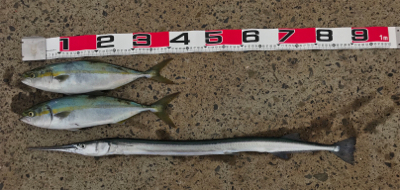 朝マズメ‼️青…