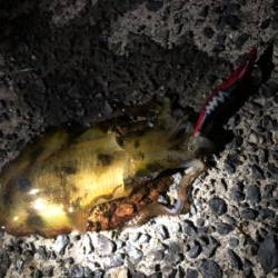 数がでない。。