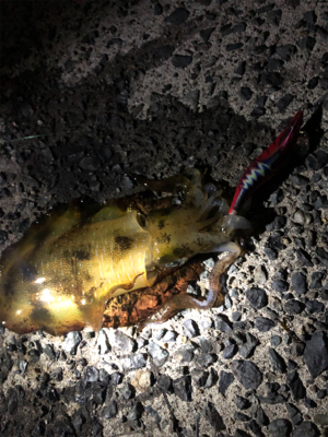 数がでない。。