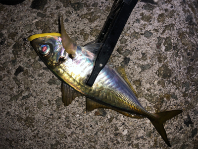 毎日アジング！