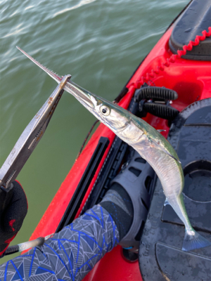 カヤックフィッシングで凶暴なダツ！！