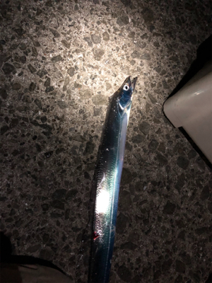 少しサイズが良くなってきた？