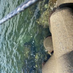 ジャークソニックでサバ